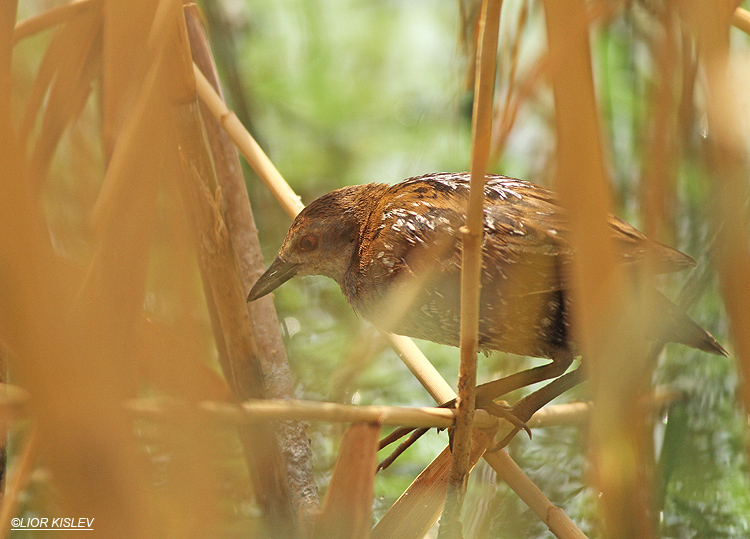 Baillon‘s Crake Porzana pusilla,Kibbutz Hamadia fish ponds,Beit shean valley, 16-08-13, Lior Kislev.